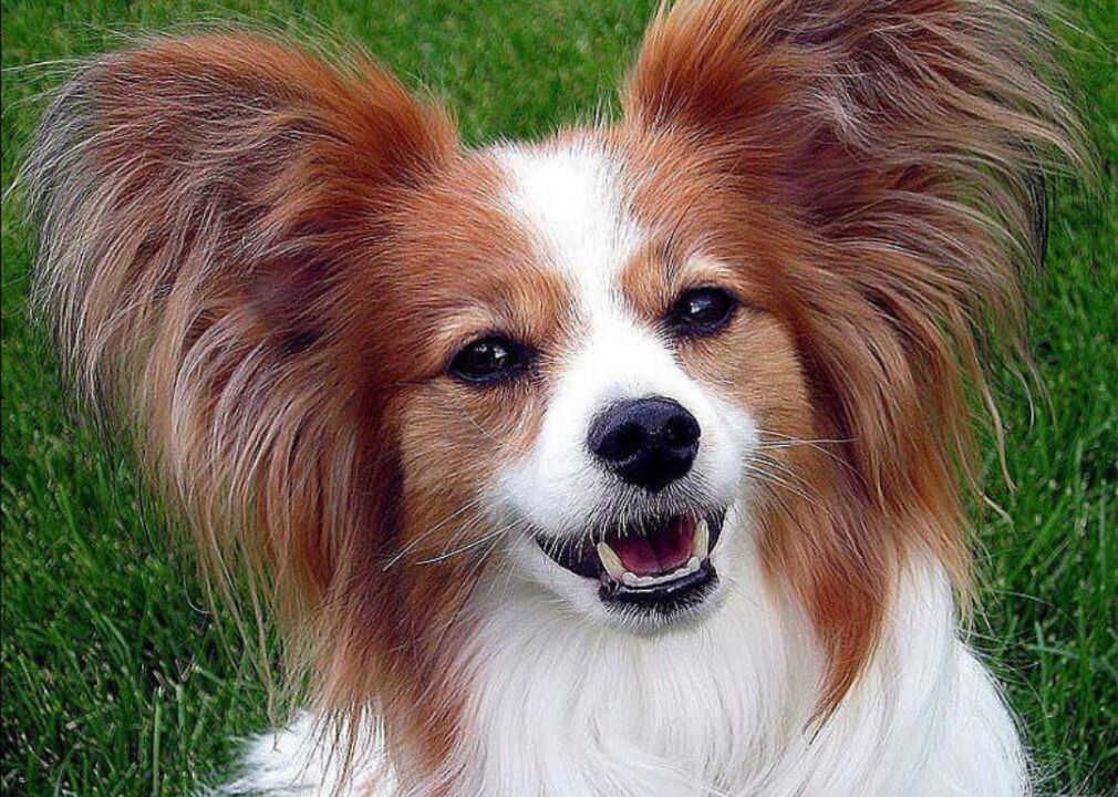 #17. Papillon